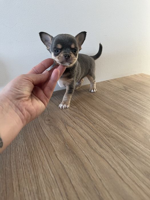 * Niebieski * Piesek Chihuahua Drobniutki