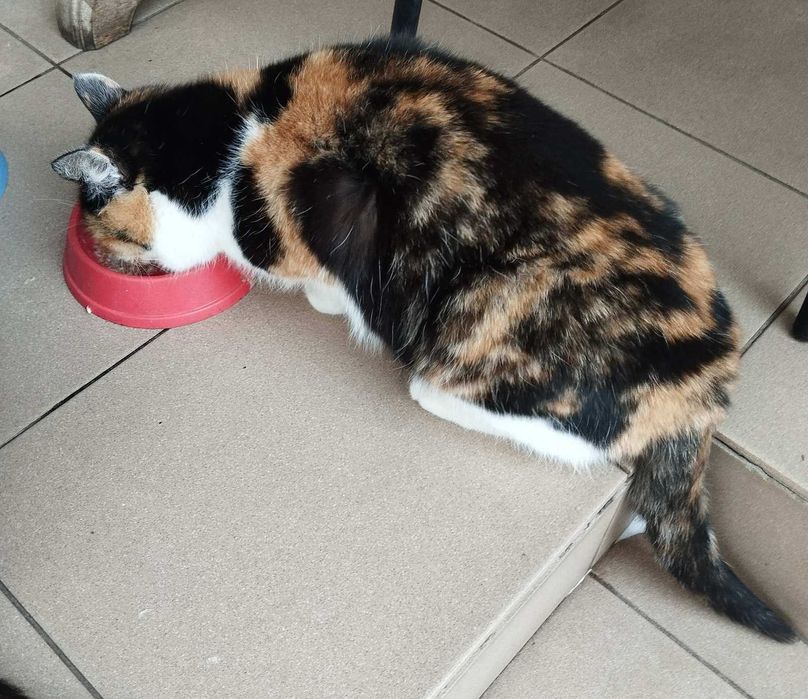 Отдается две кошечки в новый дом