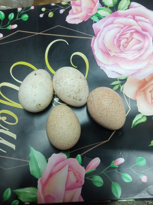 Sprzedam jajka indycze