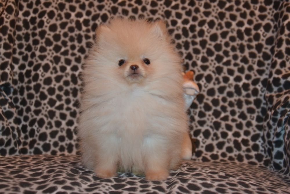 Міні хлопчики.Привезу по Україні!