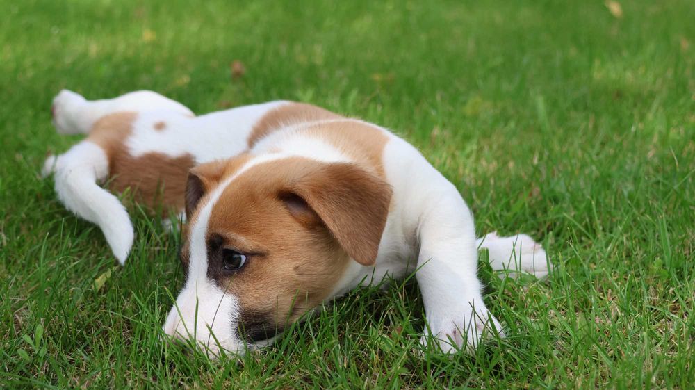 Piesek Jack Russell Terrier z hodowli "BREFIO"/ do odbioru