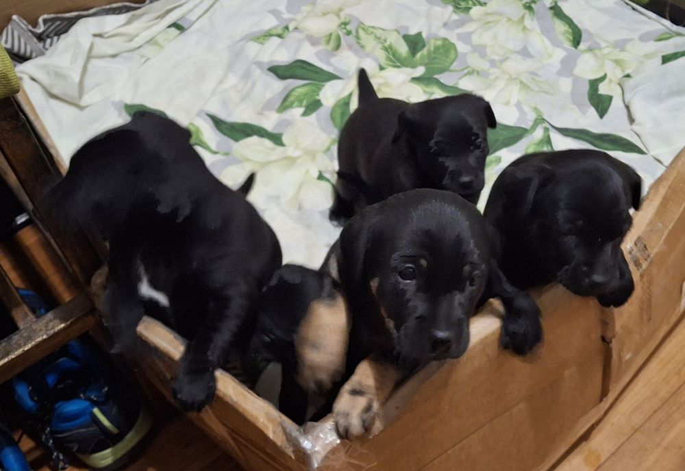 Щенки Ягдтерьера (метисы)