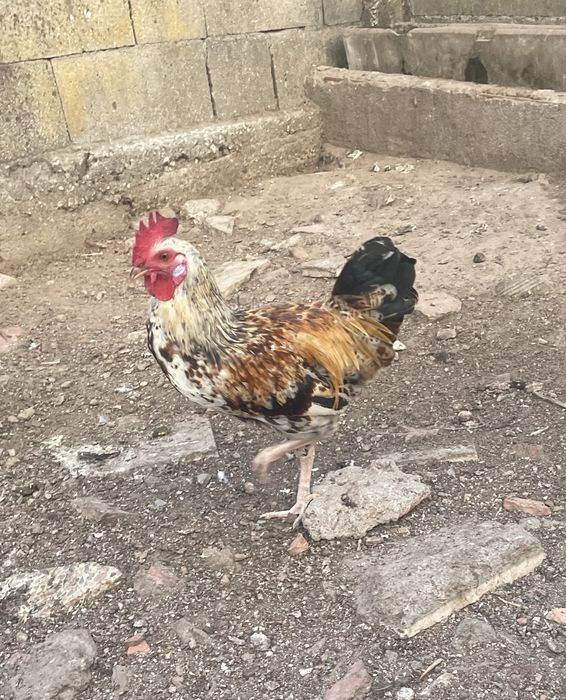 Frangos para engorda