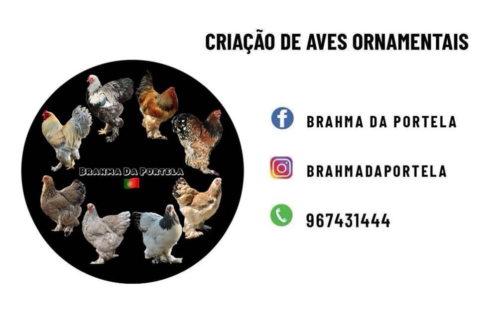 BRAHMA BUFF NEGRO / AZUL ( OVOS )