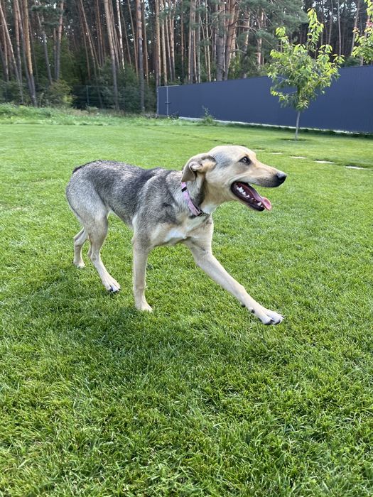 Найкраща собаня-друг