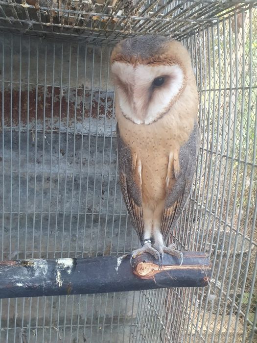 Aves para criar a mão
