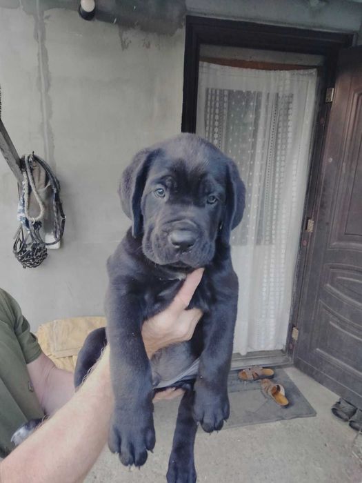 Продам щенков Кане-корсо