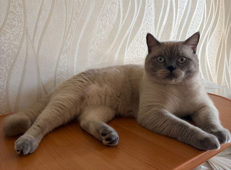 Вʼязка котиків Scottish Fold Blue Point