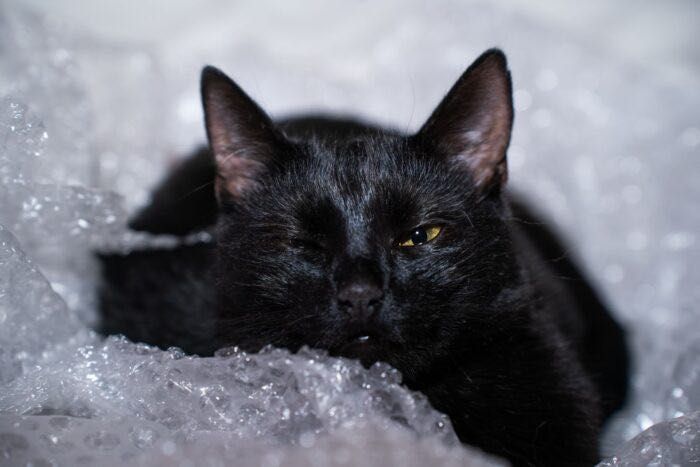 Kurkuma - kotka, kotek, kot do adopcji