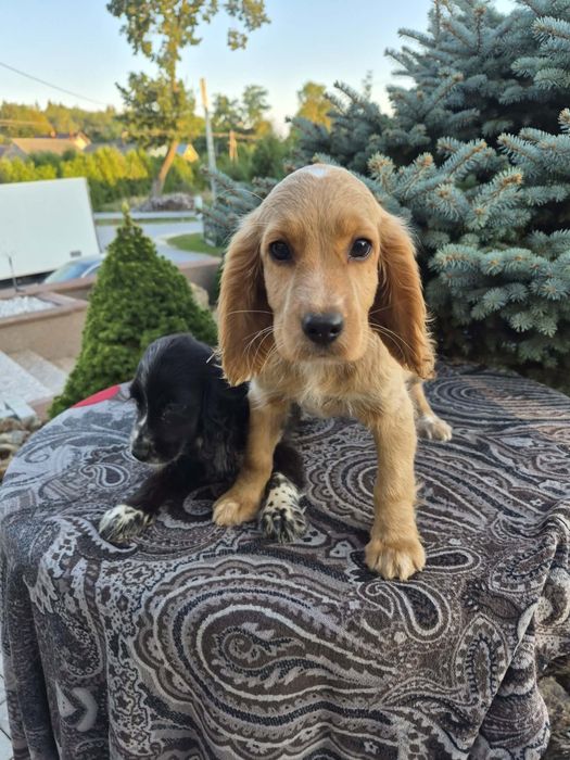 Suczka Cocker spaniel sprzedam