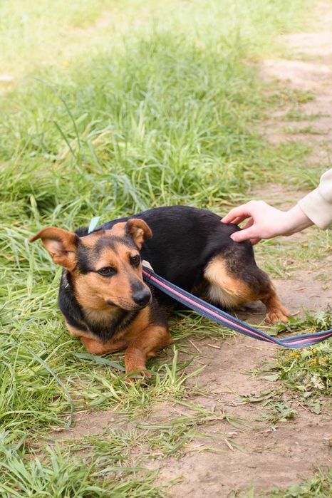 Młodziutka malutka MALINKA jest przerażona schroniskiem