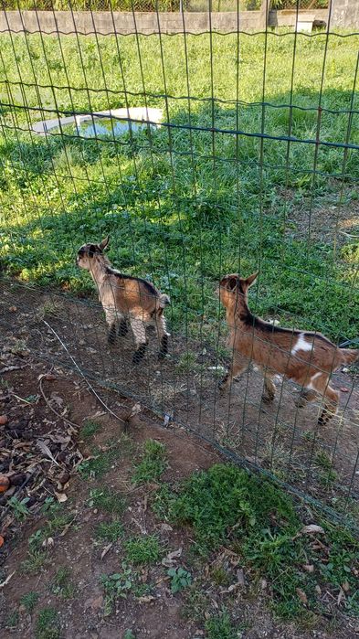 Casal de cabras micro anas