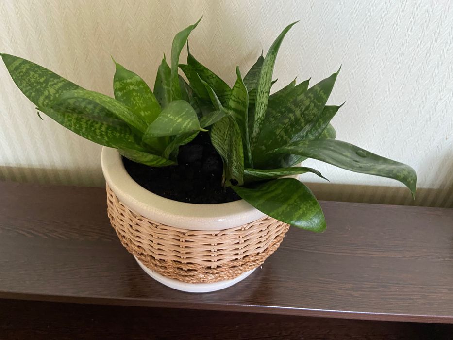 Комнатный цветок Сансевиерия Хана низкорослая