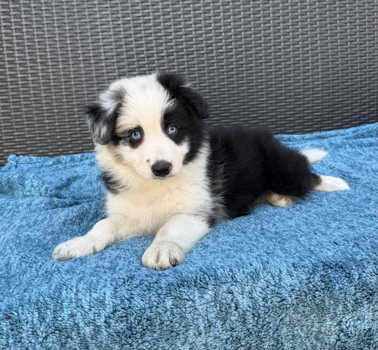 Border Collie piesek niebieskie oczy Desant
