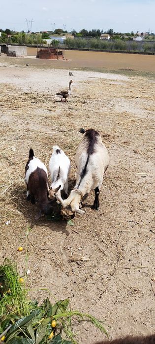 Cabrito e cabritas disponíveis