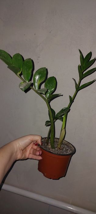 Заміокулькас,  спатіфілум, фікуси, сроманта, гібіскус