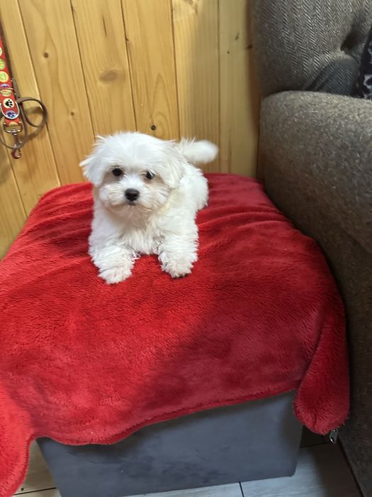 Maltanczyk biały piesek