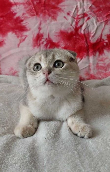 Шотландский вислоухий котик в окрасе голубое золото ау1