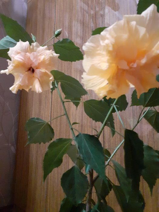 Гибискус оранжевый