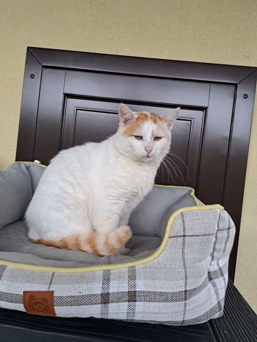 Zaginął kot Chomi