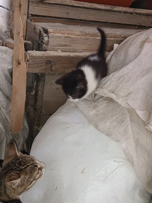 Oddam za darmo kotkę