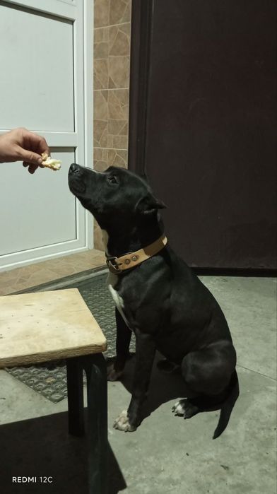 Стаффорд в хорошие руки бесплатно