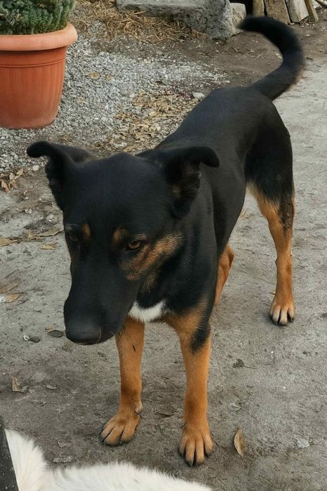 Oddam w dobre rece, suczka