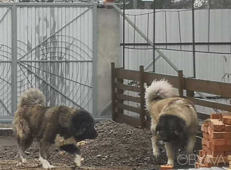 В*язка Кавказькі вівчарки (вовкодави) tsaro baron/regina otaman salam/