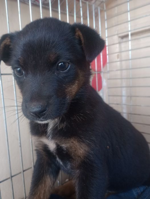 Щенок спасённый с мусорки уже стерилизована