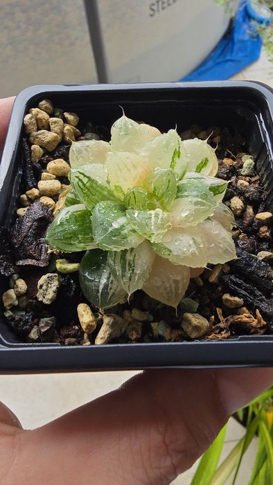 Haworthia Obtusa Variegata