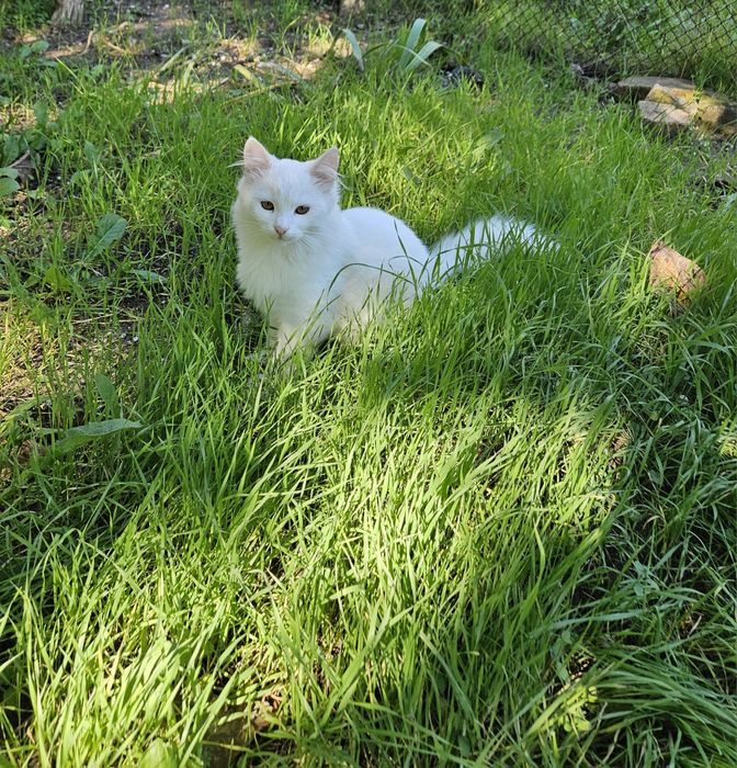 отдам даром котика