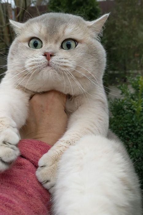 Голубое золото.Шиншила