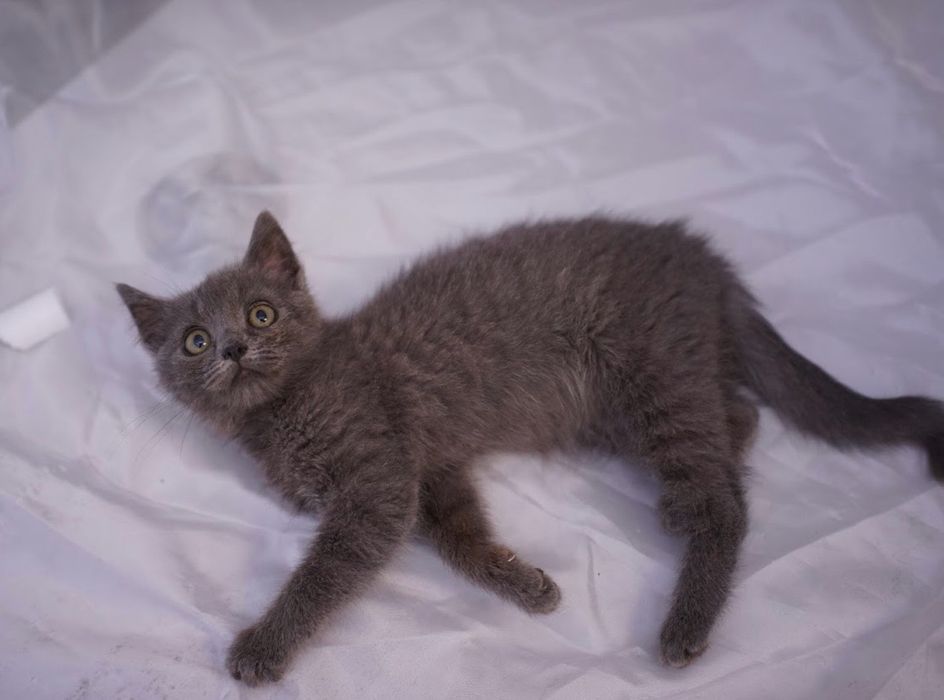 Сіренька киця 5 місяців шукає люблячу сімю