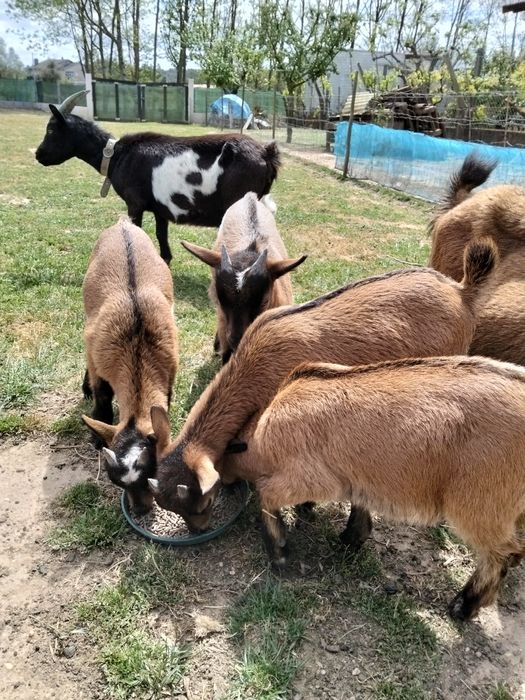 Vendo cabras anãs