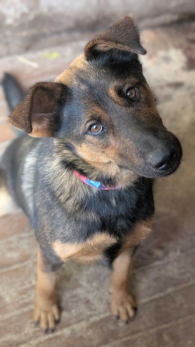 Heniu - młody, duży pies. Schronisko w Radlinie k.Jarocina