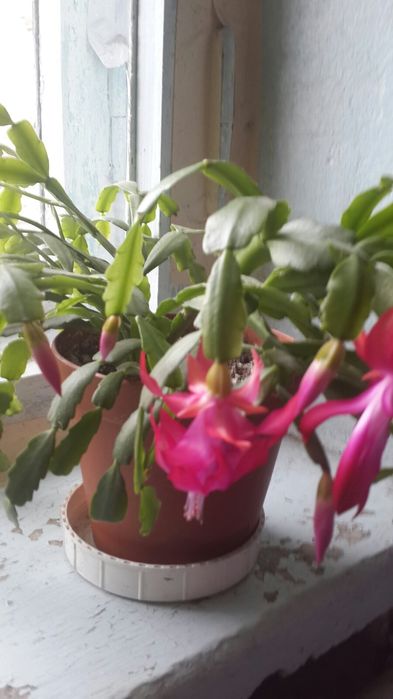 Рождественник каланхоэ каландива