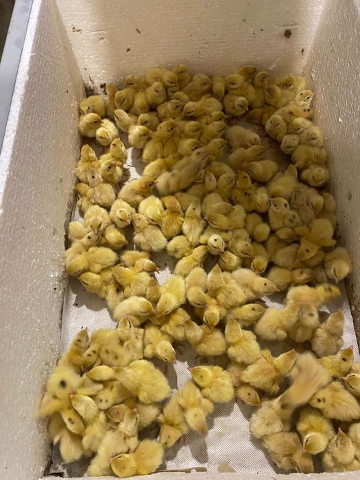 Продаються перепілки різного віку від суточних до тих хто вже несеться