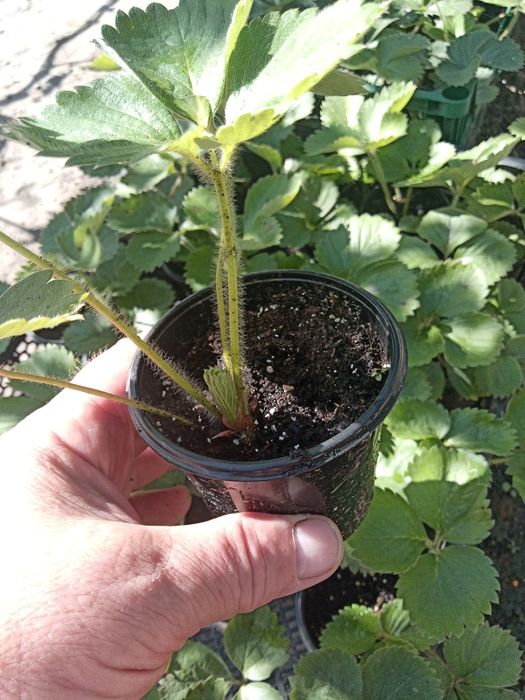 Продам саженцы клубники