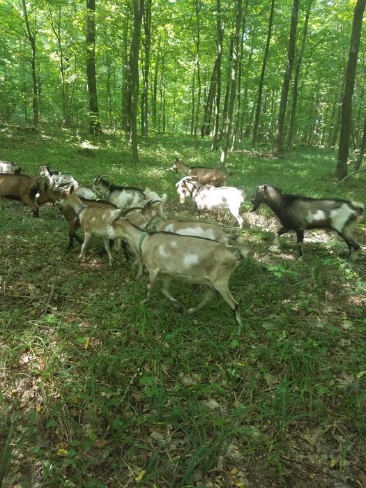 Продам молоді кози