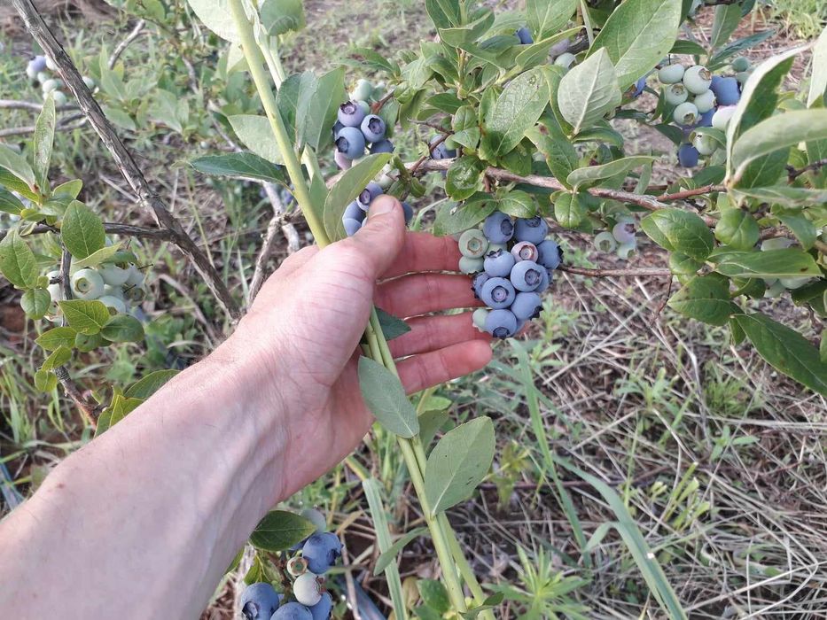 Саджанці плодових і декоративних