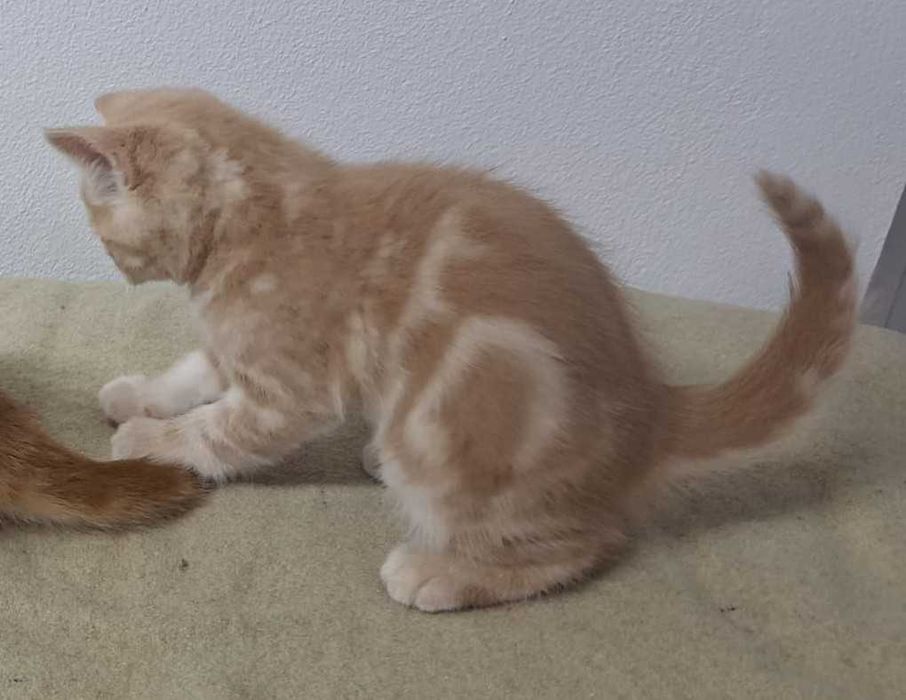 Gato British shorthair, cor creme.