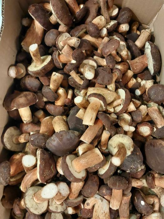 Grzyby tegoroczne suszone