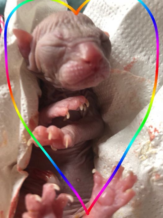 ℹ️ PO KASTRACJI ‼️ mega Kocio na juz!  • Sfinks & Sphynx. W-wa / Śląsk