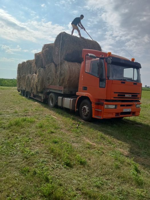 Сіно люцерна і польове