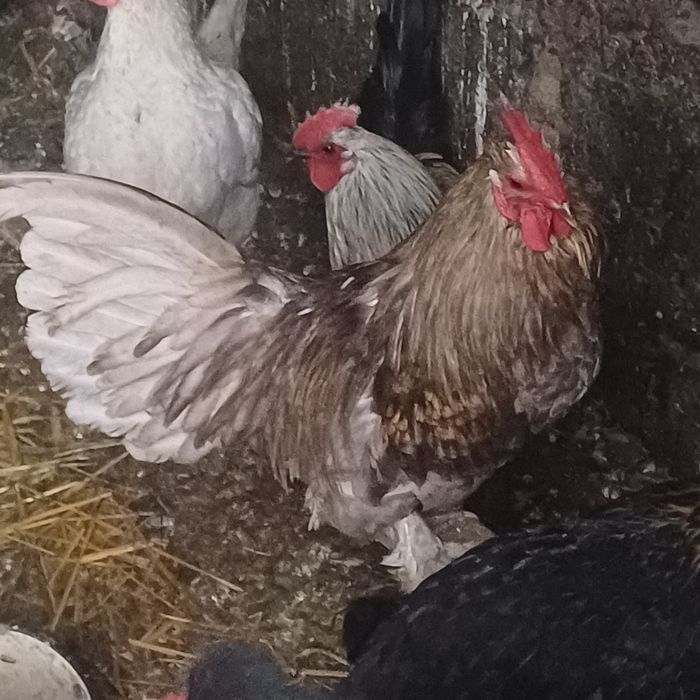 Koguty liliputy różne  do wyboru