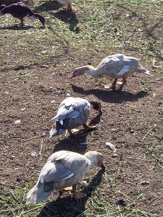 Faisões,  gansos, patos mudos e perus