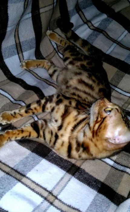 Яскрава BENn24 бенгальська F9 ALK для люблячої котів родини