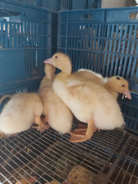 Венгерський мулард 3,5 тиж,підрощений