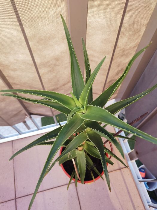 Duży gruby 5-cio letni aloes