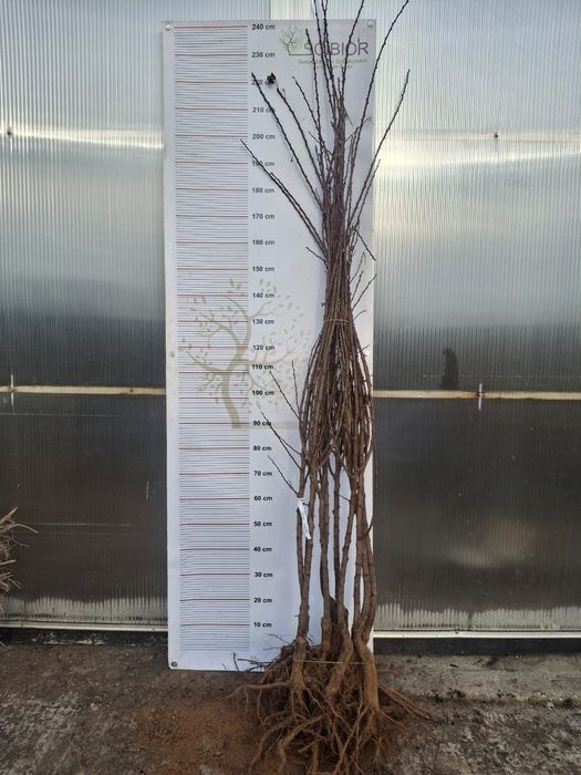 Wiśnia Sabina okulizowana na antypce